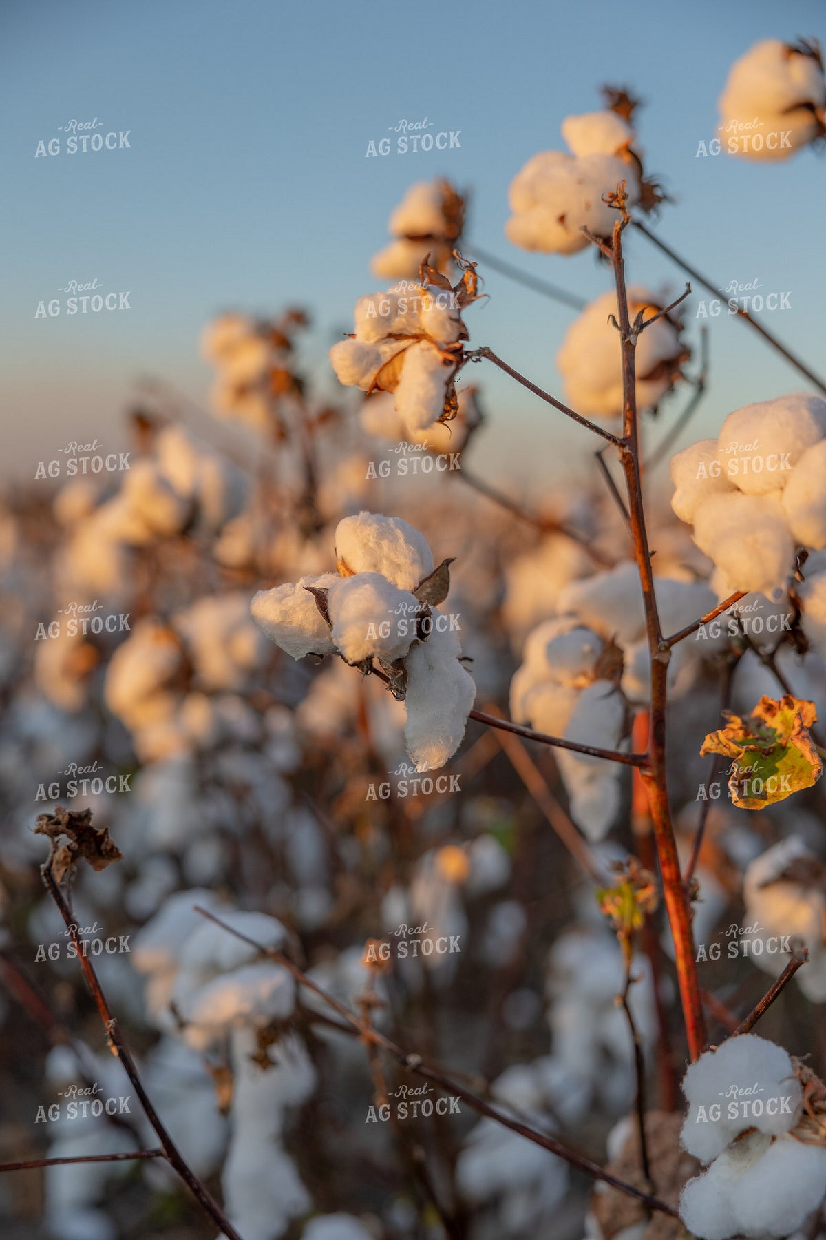 Cotton Bolls 291063