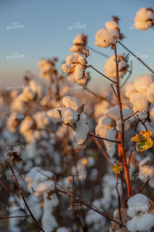 Cotton Bolls 291063