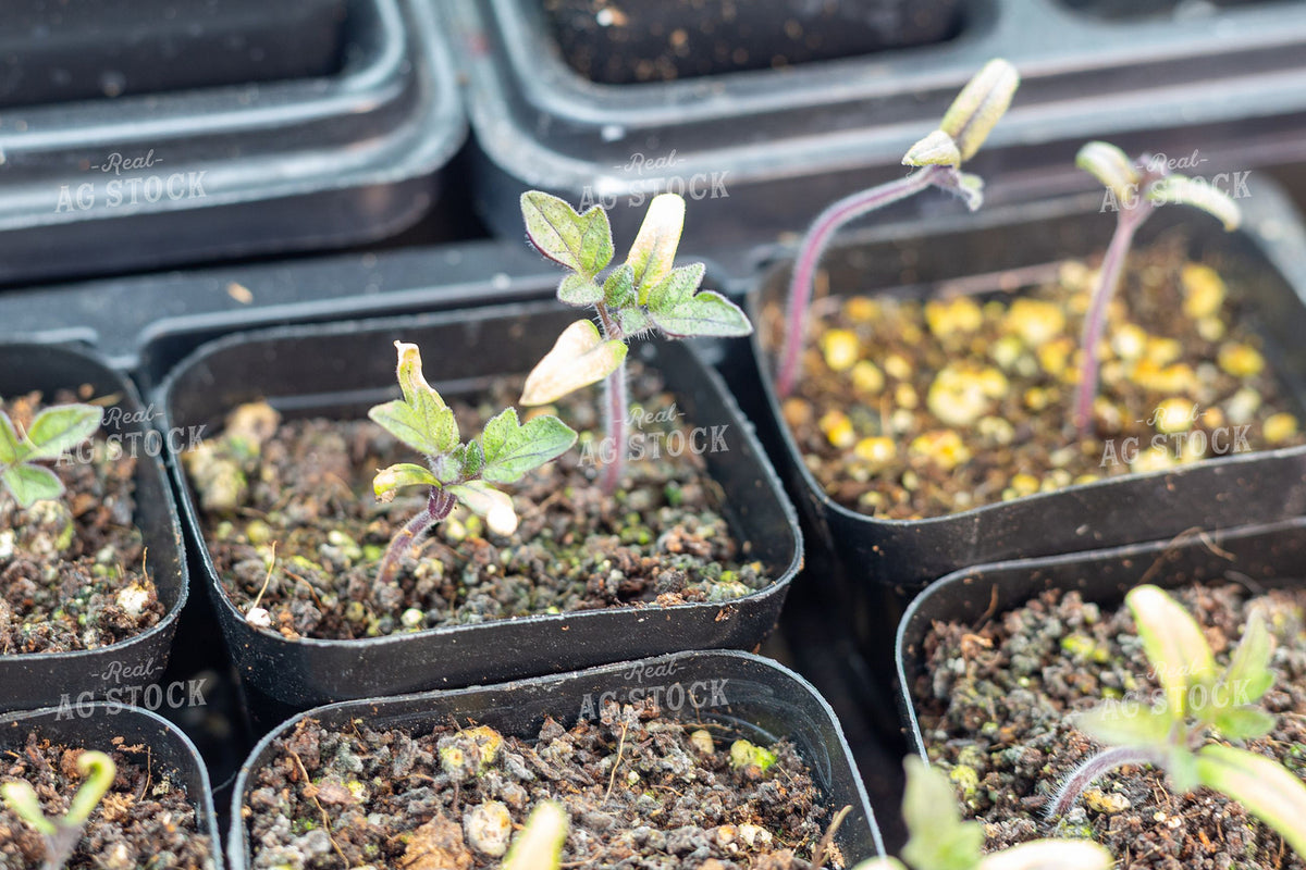 Young Seedlings in Black Nursery Trays 406122