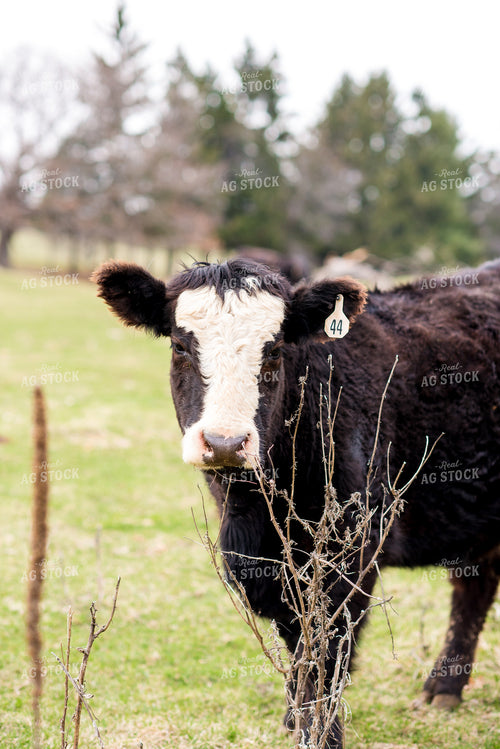 Black Baldy Cow in Pasture 74076