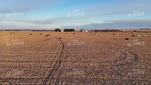 Cattle Grazing in Harvested Field 77313