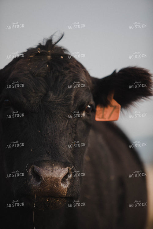 Angus Cow 215035