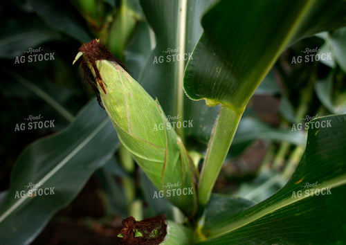 Mid-Season Corn Field 129133
