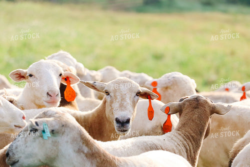 Sheep 220020