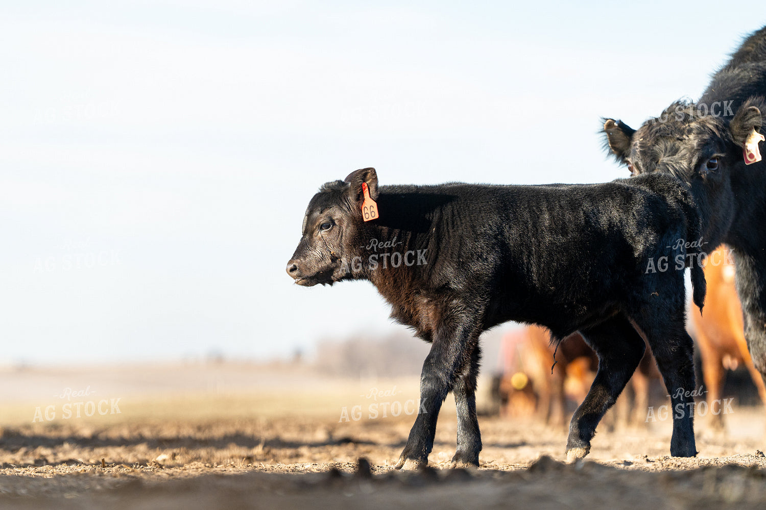 Calf 68202