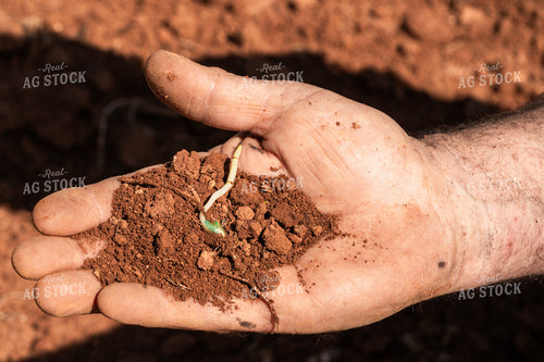 Scouting Emergence 128098