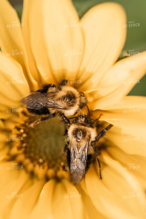 Beas on Sunflower 76023