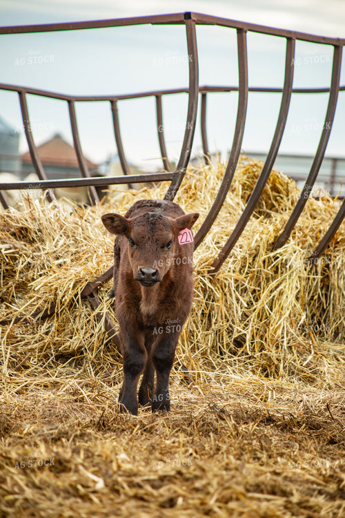 Young Calf 155665