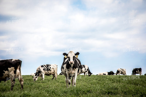 Holstein Cattle in Pasture 250105