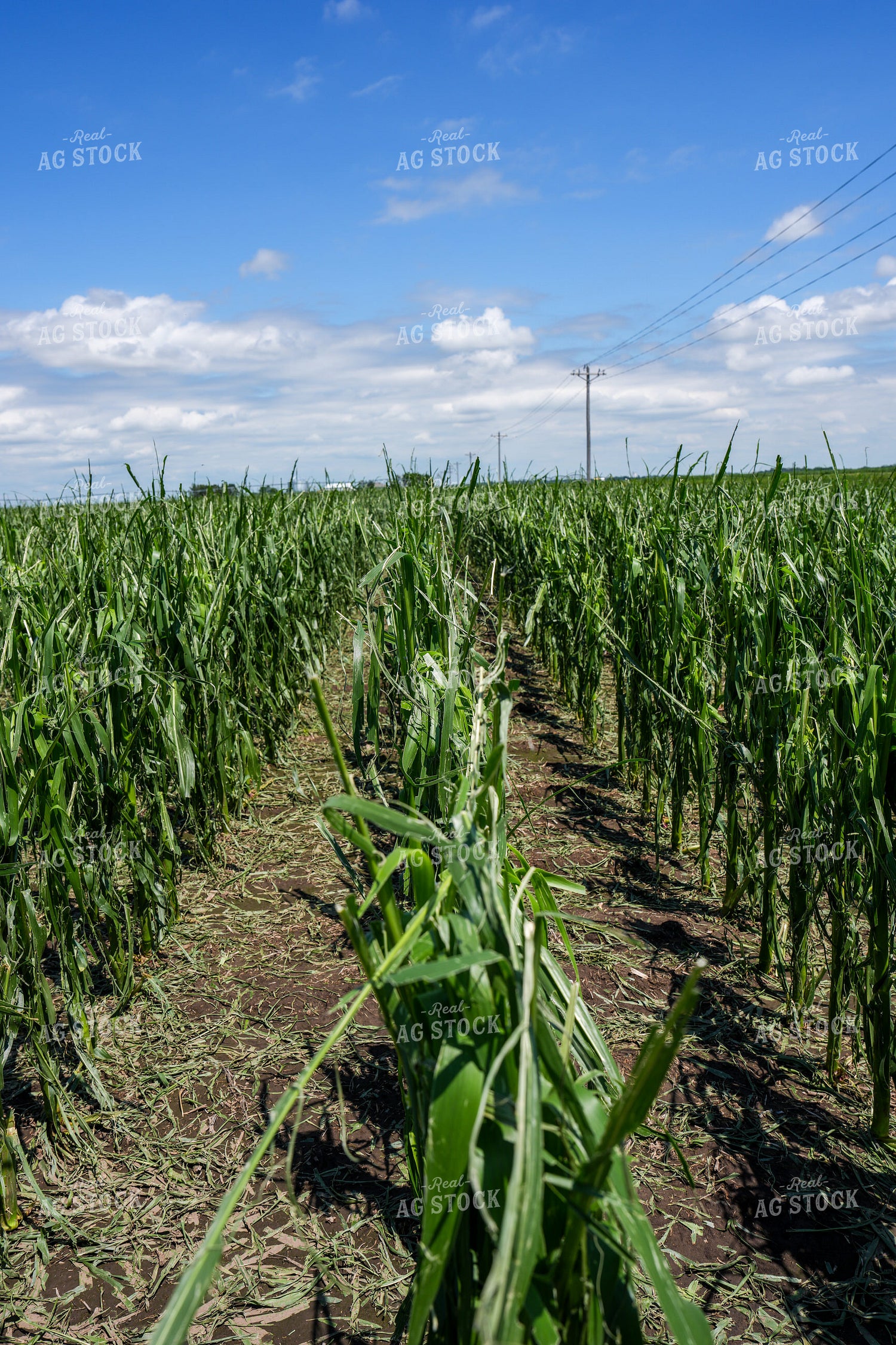 Hai Damaged Corn Field 65898