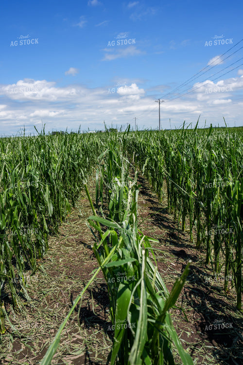 Hai Damaged Corn Field 65898