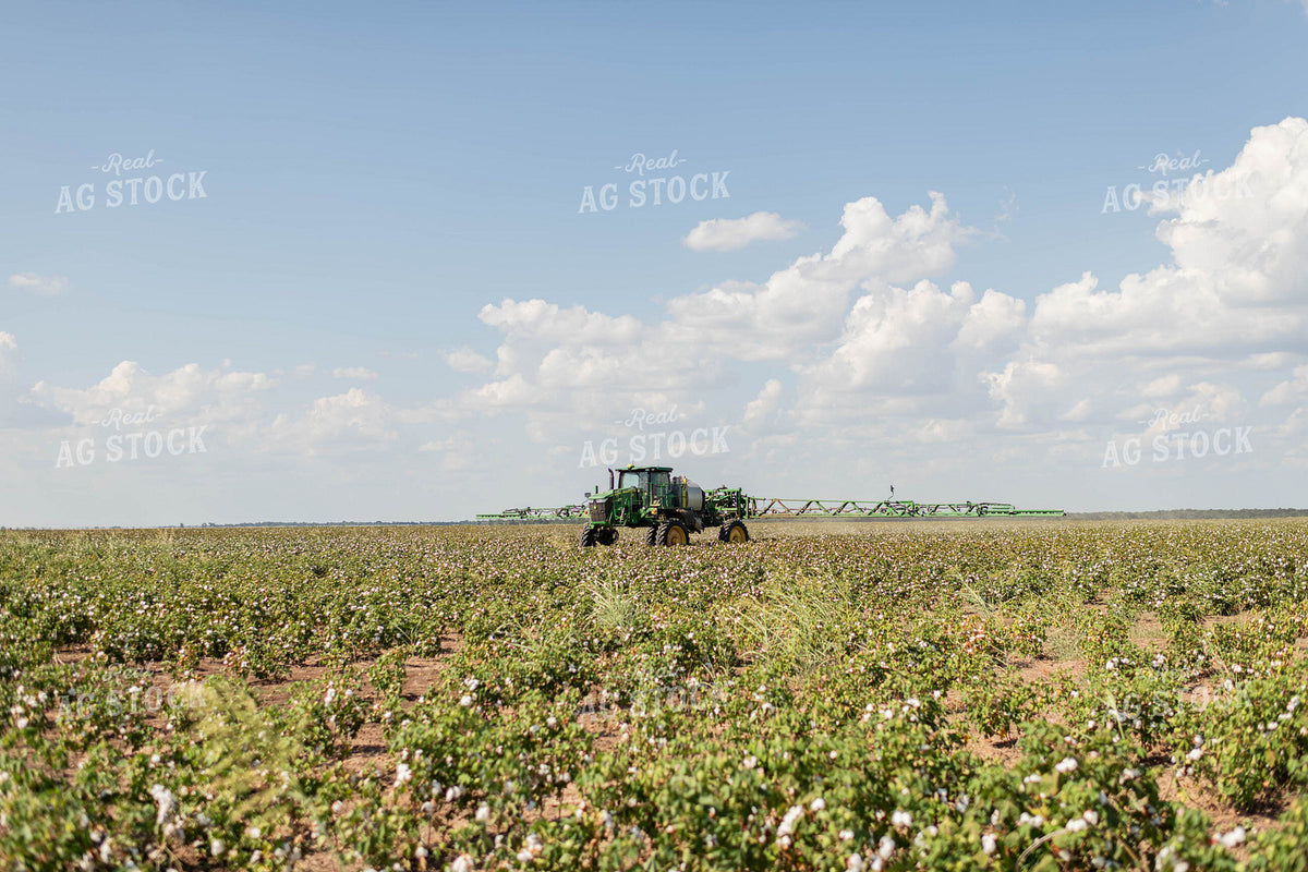 Spraying Cotton 59123