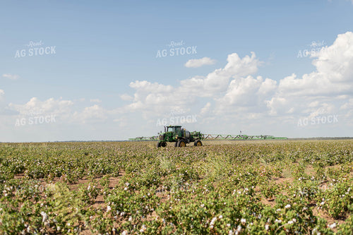 Spraying Cotton 59123