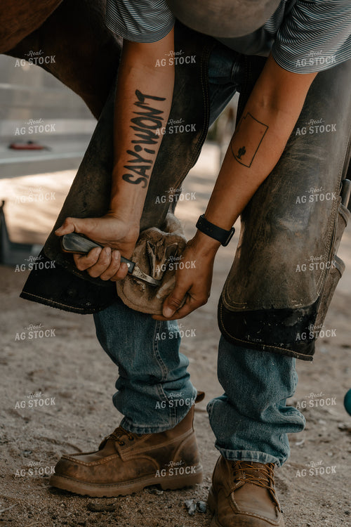 Shoeing Horse 58260