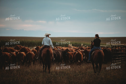 Rancher and Cattle in Pasture 6458