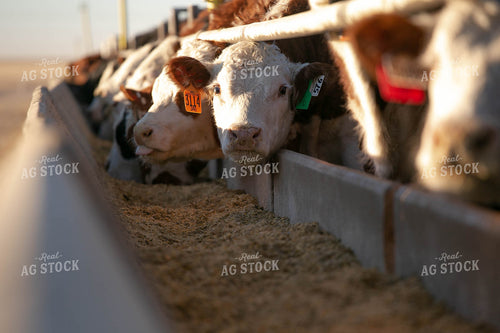 Cattle Eating Out of Trough 99002