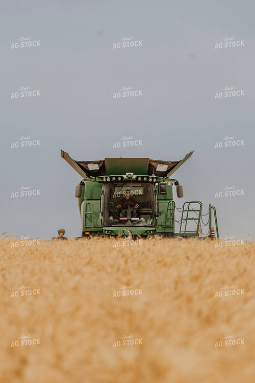 Wheat Harvest 187227