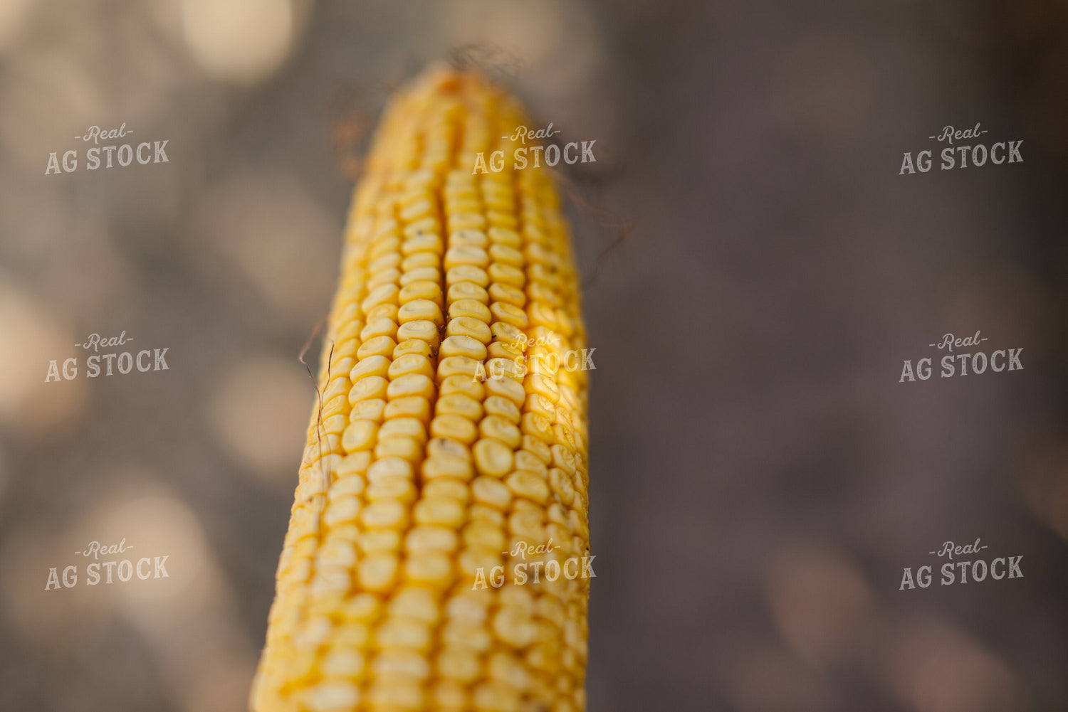 Ear of Corn 137093
