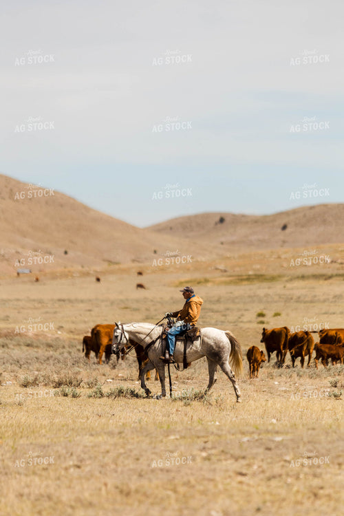 Gathering Cow Calf Pairs on Pasture 97189
