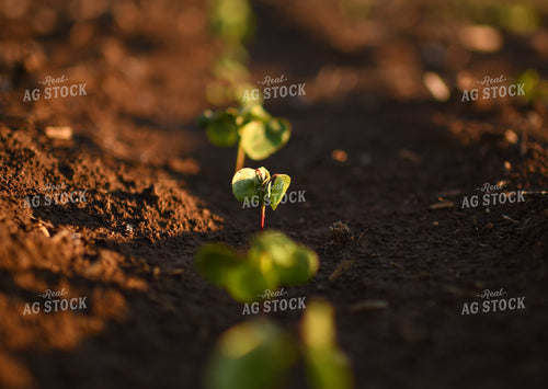 Early Growth Cotton 59094