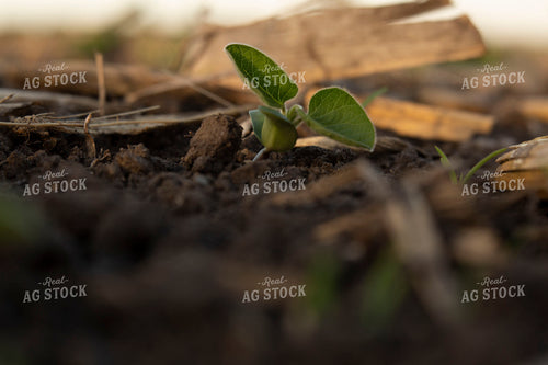 Soybeans - Early Growth 1432