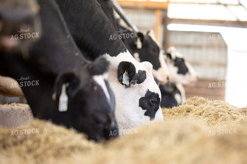 Holstein Cattle Eating in Freestall Barn 270380