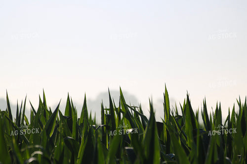 Mid-Season Corn Field 82490