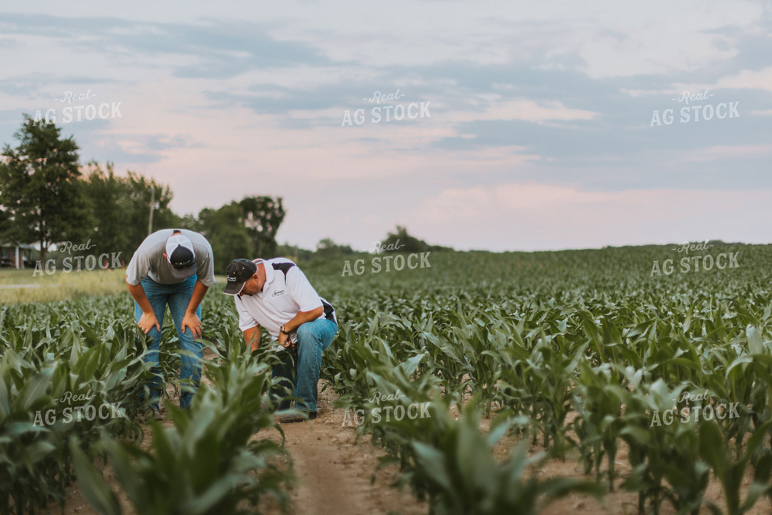 Farmers Scouting Corn Field 7822