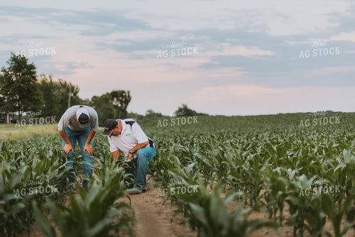 Farmers Scouting Corn Field 7822