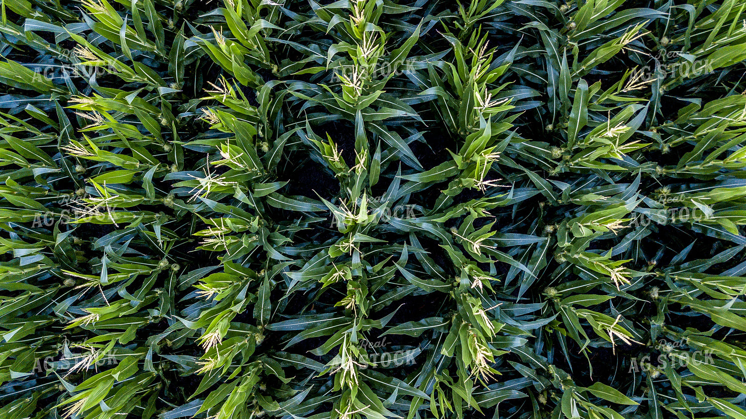 Overhead of Corn Tassels 250124