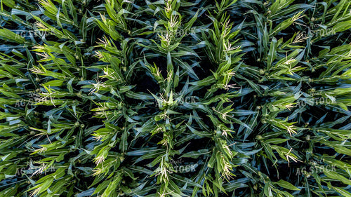 Overhead of Corn Tassels 250124