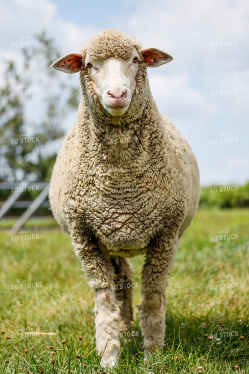 Sheep 261005