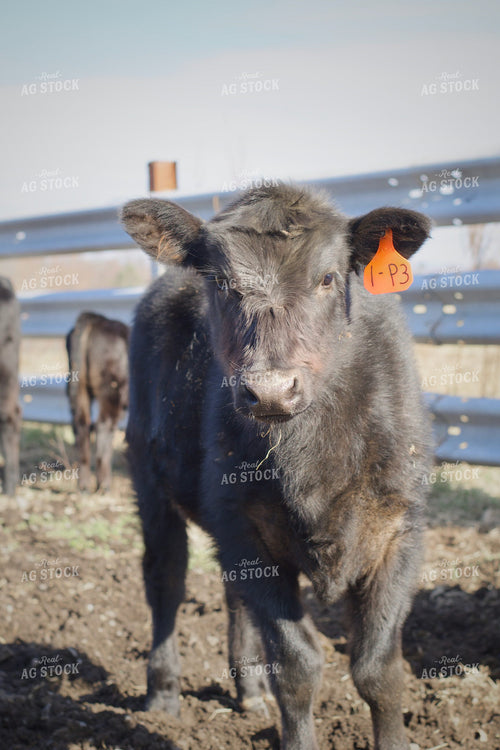Calves on Pasture 251127