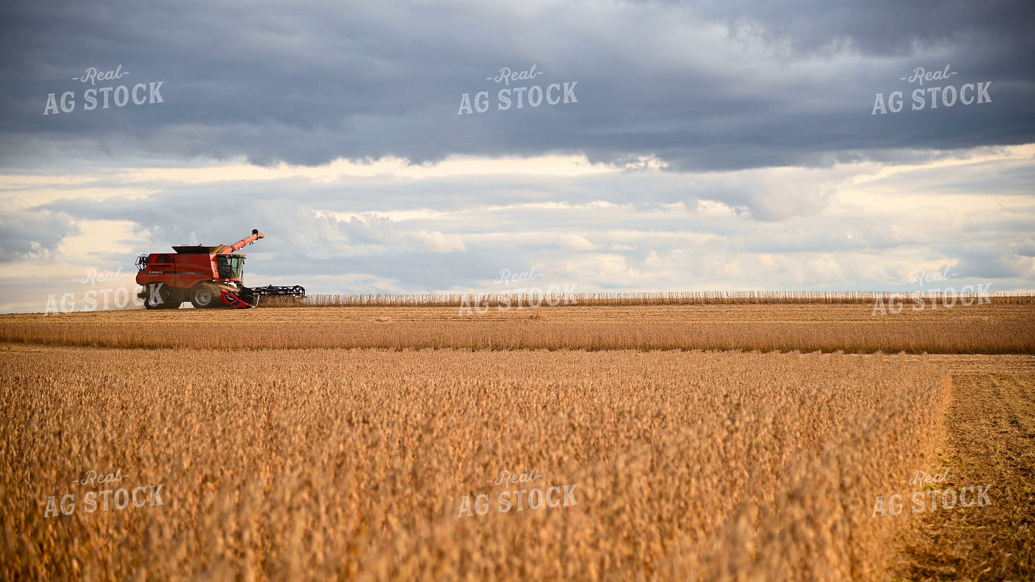Combine Harvesting Soybeans 25717