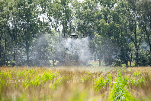 Drone Service Applying Fungicide 168068