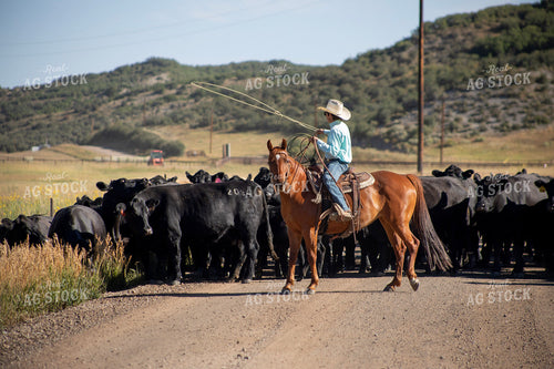 Cowboy on Cattle Drive 117403