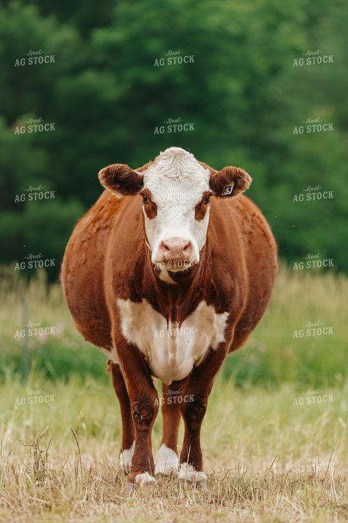 Hereford Cattle on Pasture 68180