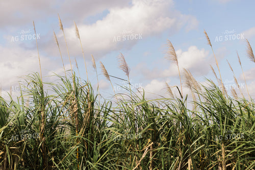 Florida Sugar Cane Field 7322