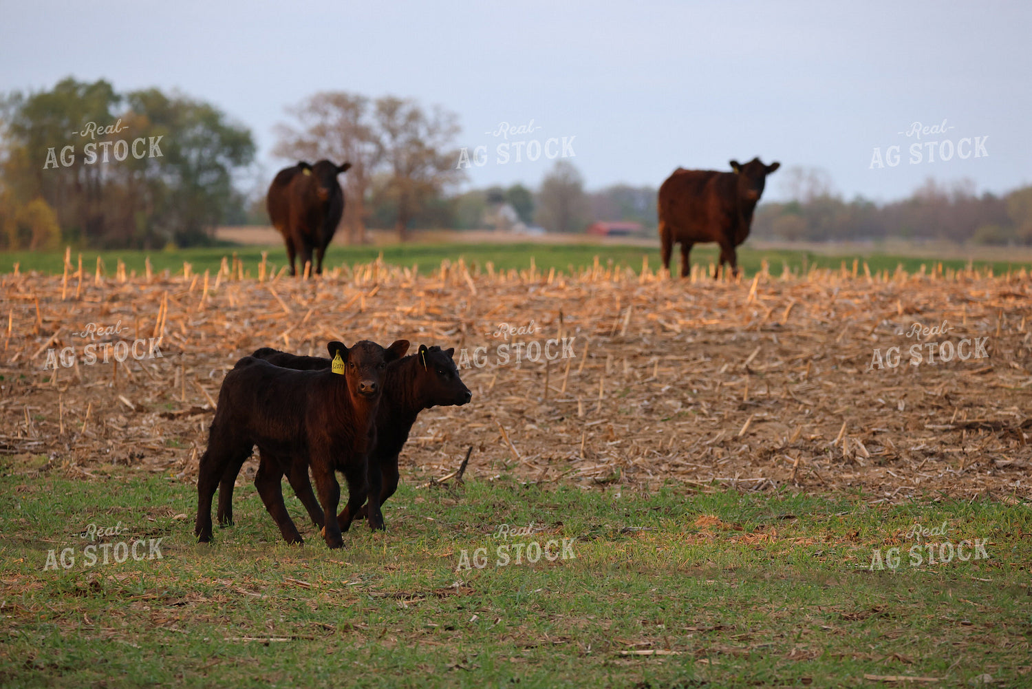 Cattle on Corn Stalks 160310