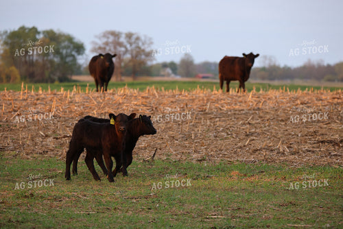 Cattle on Corn Stalks 160310