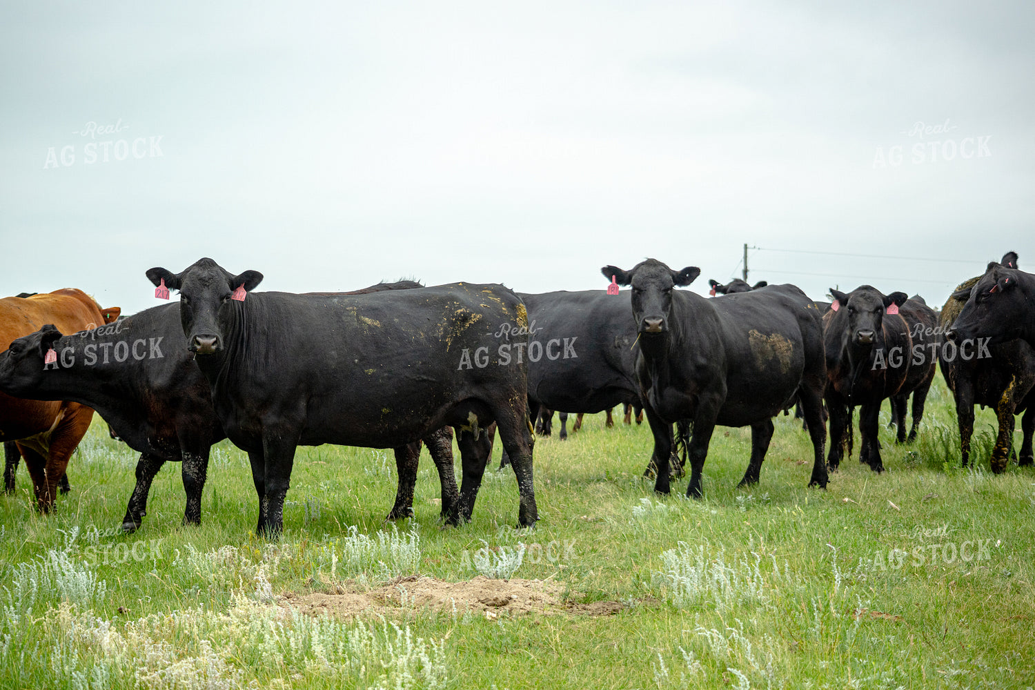 Cattle on Pasture 155609