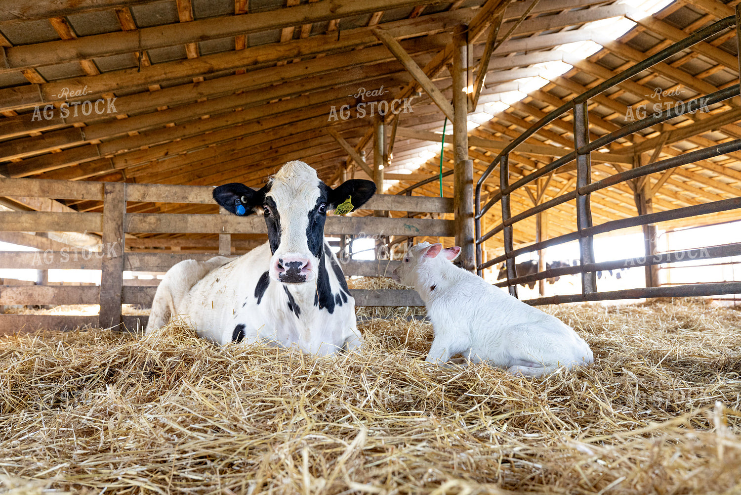 Holstein Cow Calf Pair 270517