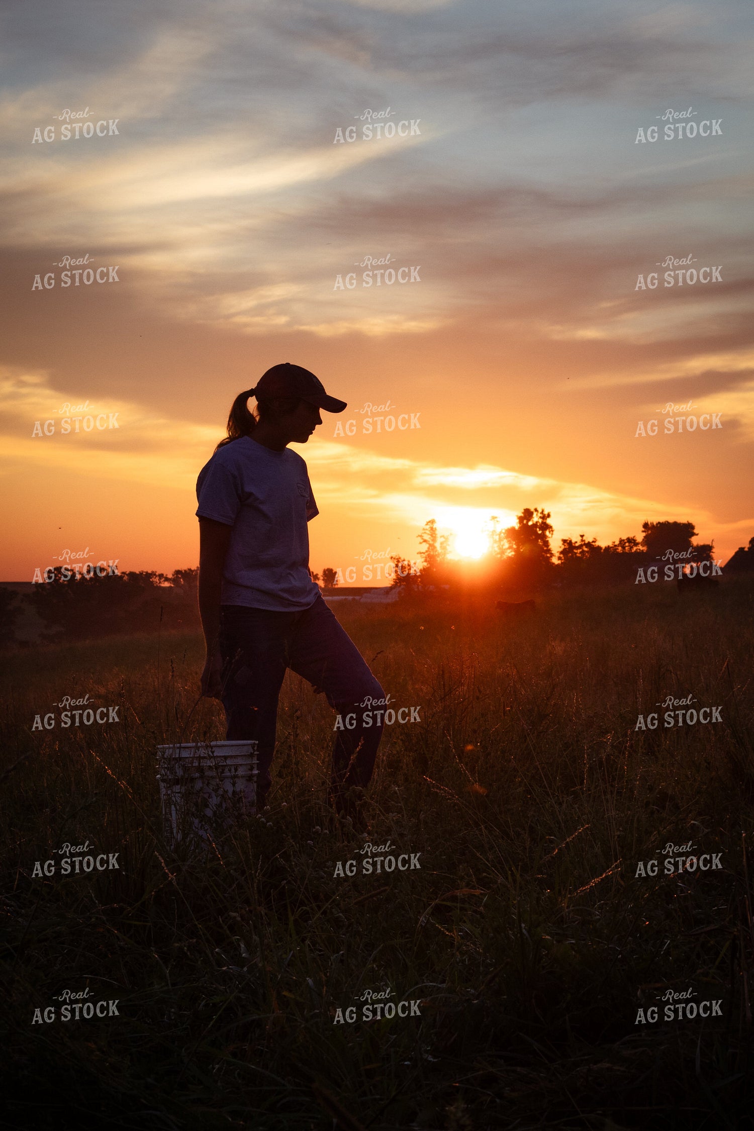 Cattle Producer Checking Cattle on Pasture 268363