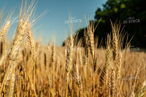 Dried Wheat in Field 59054