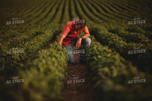 Farmer Checking Soybean Crop 4595