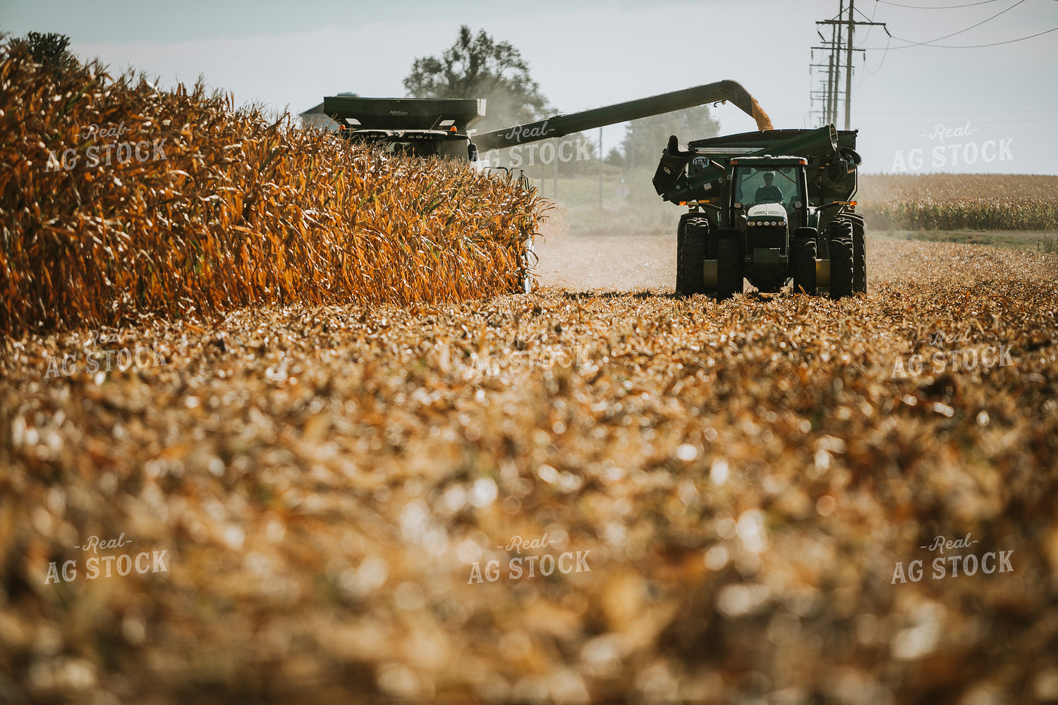 Combine Unloading Corn into Grain Cart 4683