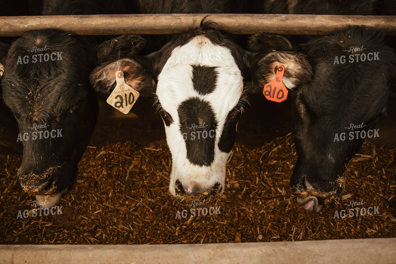 Cattle Eating in Feedlot 67611