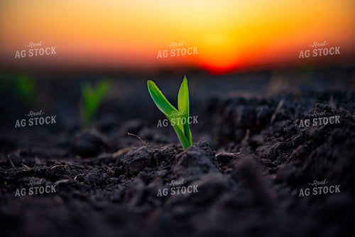 Corn Emerges from Ground at Sunset 136030