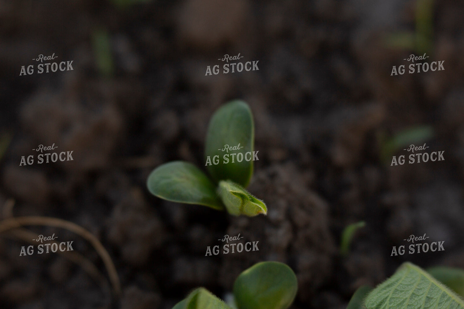 Soybeans - Early Growth 1423
