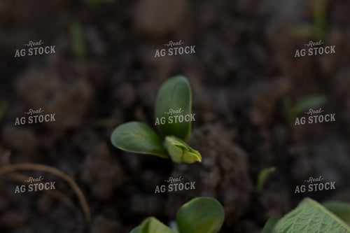 Soybeans - Early Growth 1423